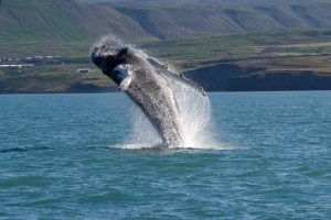 Whale show near Husavik City in Iceland.