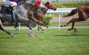 "Horse racing, focus on horse in background, Canon 1Ds mark III"