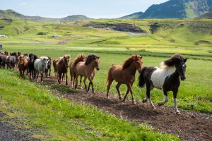 Icelandic horses galloping down a road, rural landscape, illuminated by sun, Iceland